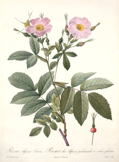 Rosa Alpina Laevis, Engraved by Bessin, from 
